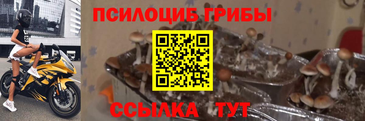 Советская Гавань  Галлюциногенные грибы MAGIC MUSHROOMS  Вход с VPN 
